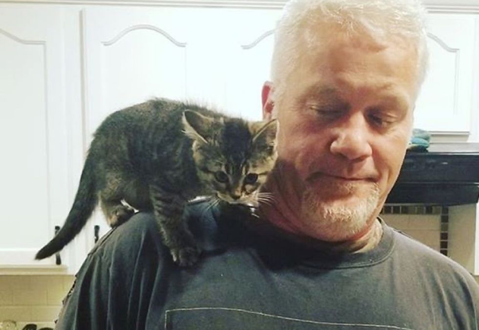 shoulder cat, cute kitten