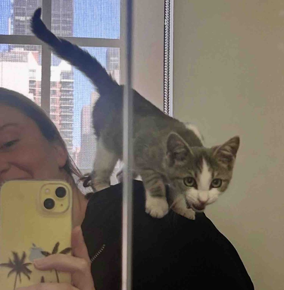 shoulder cat kitten mirror