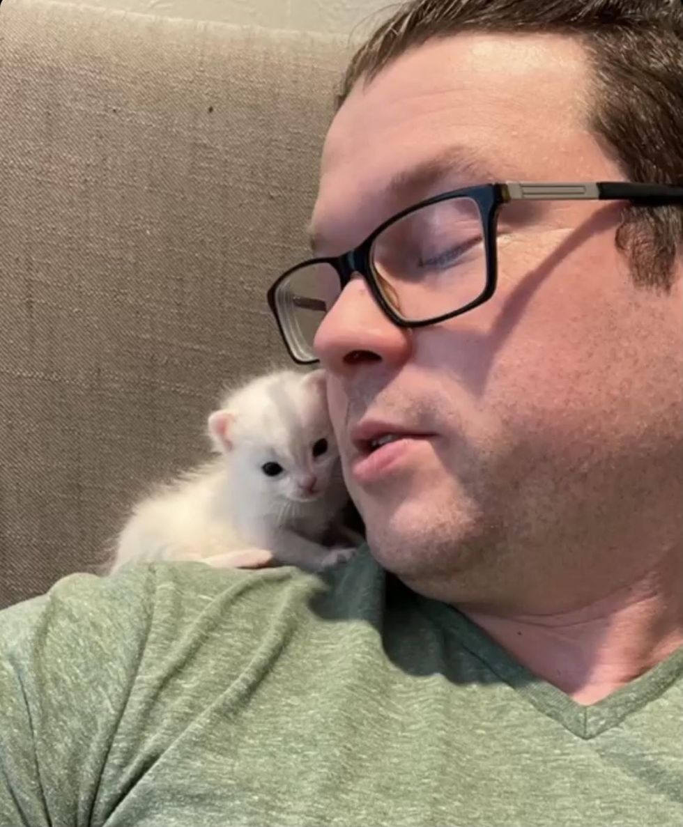 shoulder cat, shoulder kitten, real men love cats