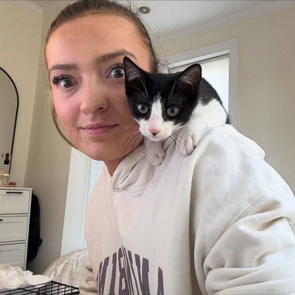 shoulder kitten curious cat