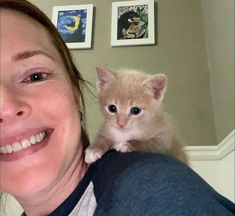 shoulder kitten sweet