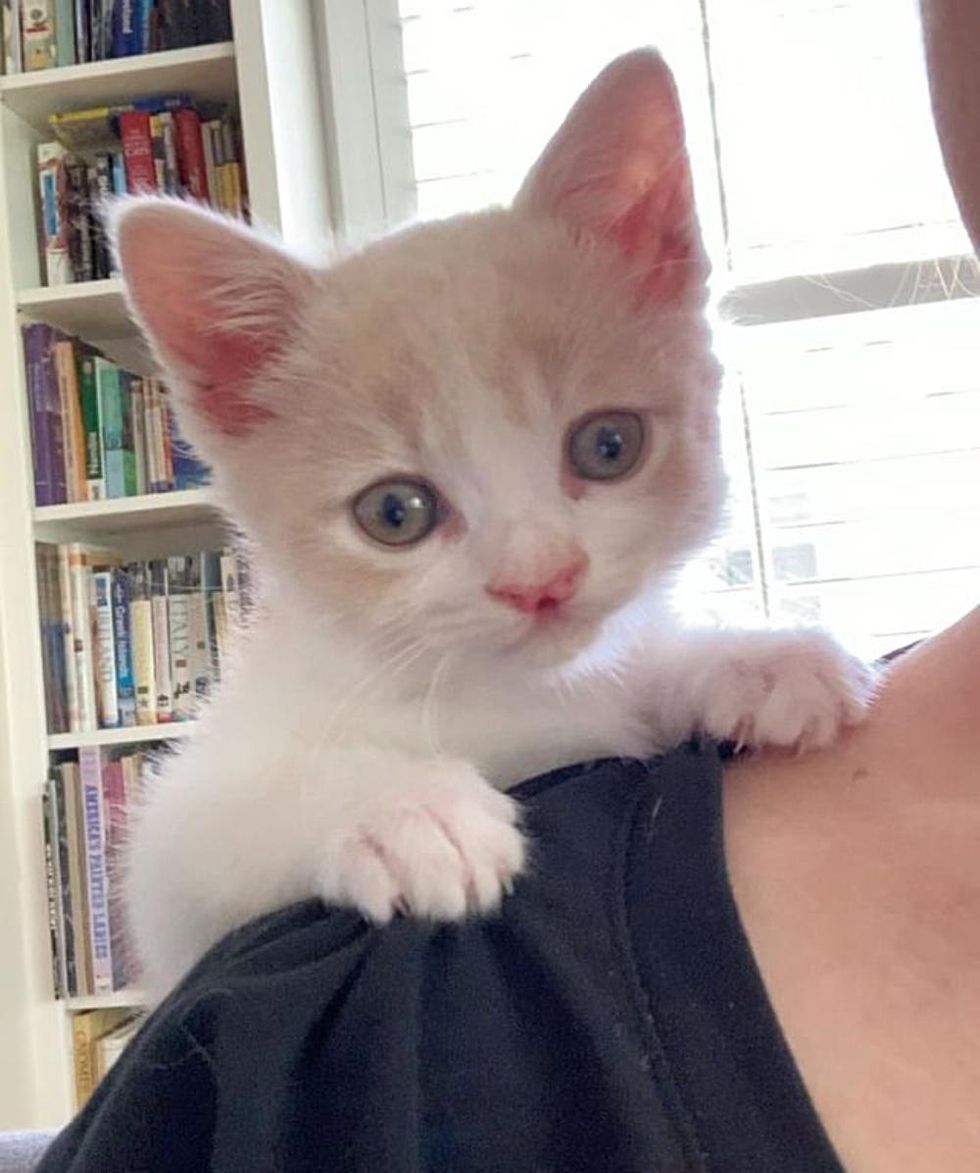 shoulder kitten