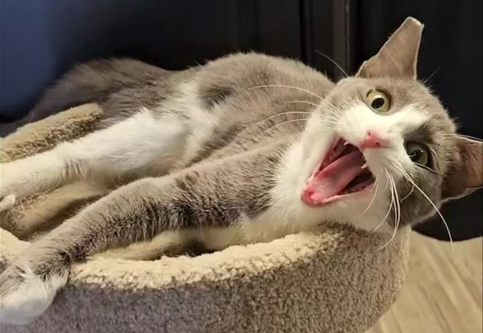 Shrimp meowing at the camera