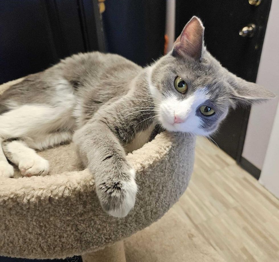Shrimp on her cat perch relaxing