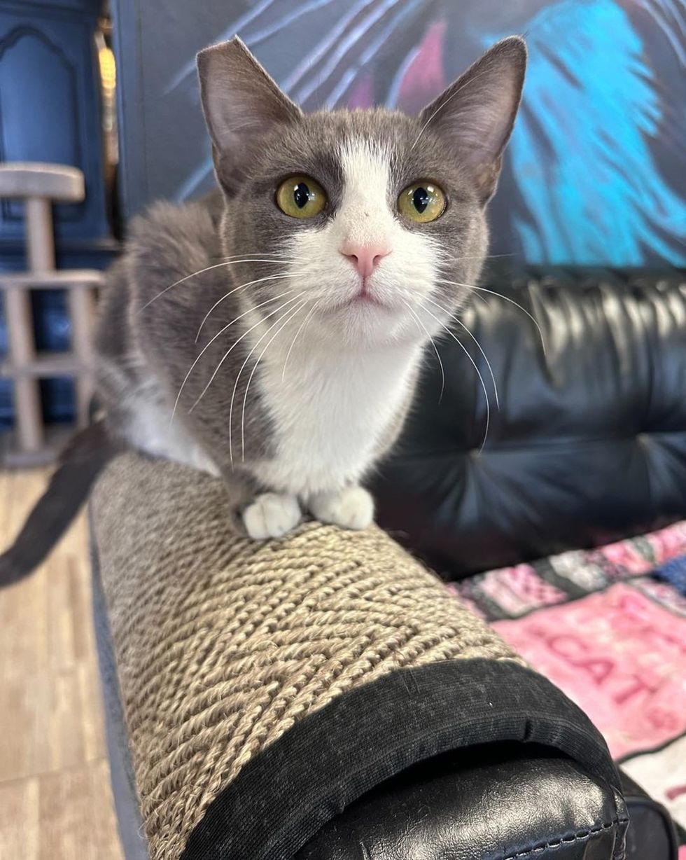 Shrimp sitting on her special pad on a couch