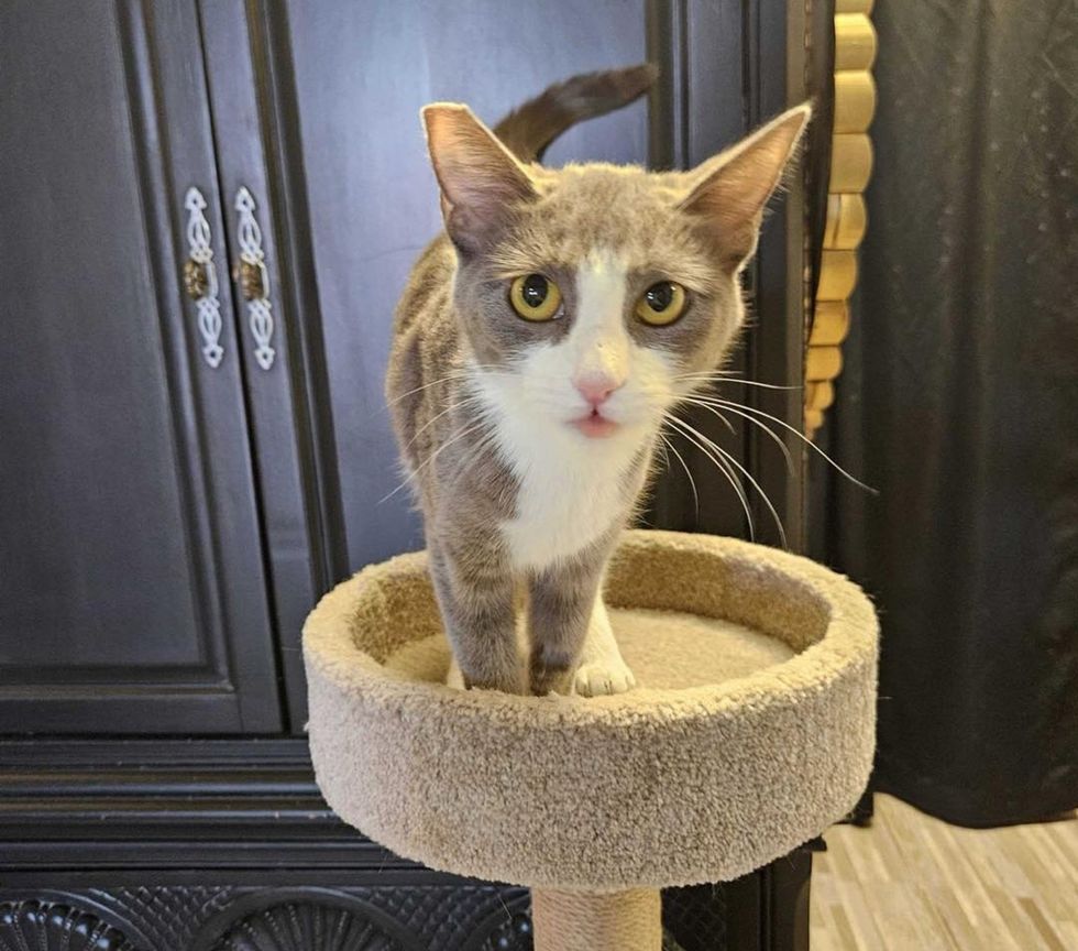 Shrimp standing with her tongue out on her cat perch