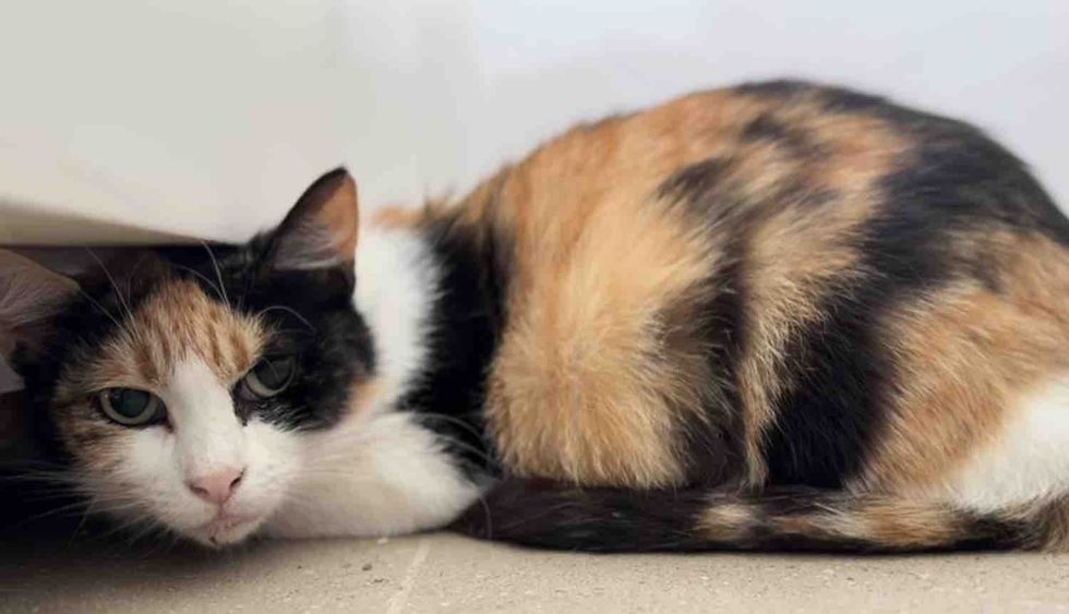 shy calico cat hiding