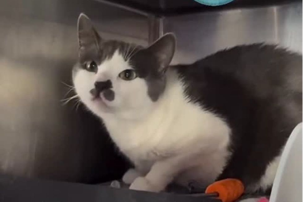 Shy cat at rescue shelter