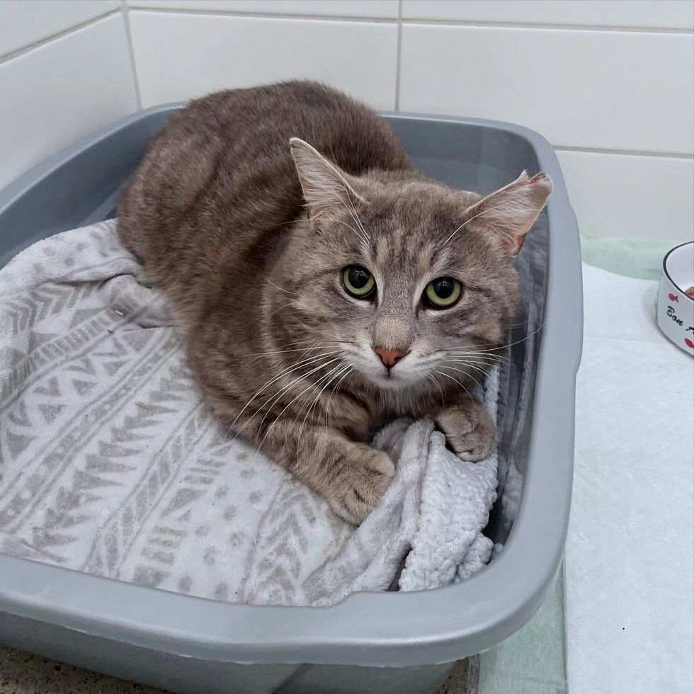 shy cat bed