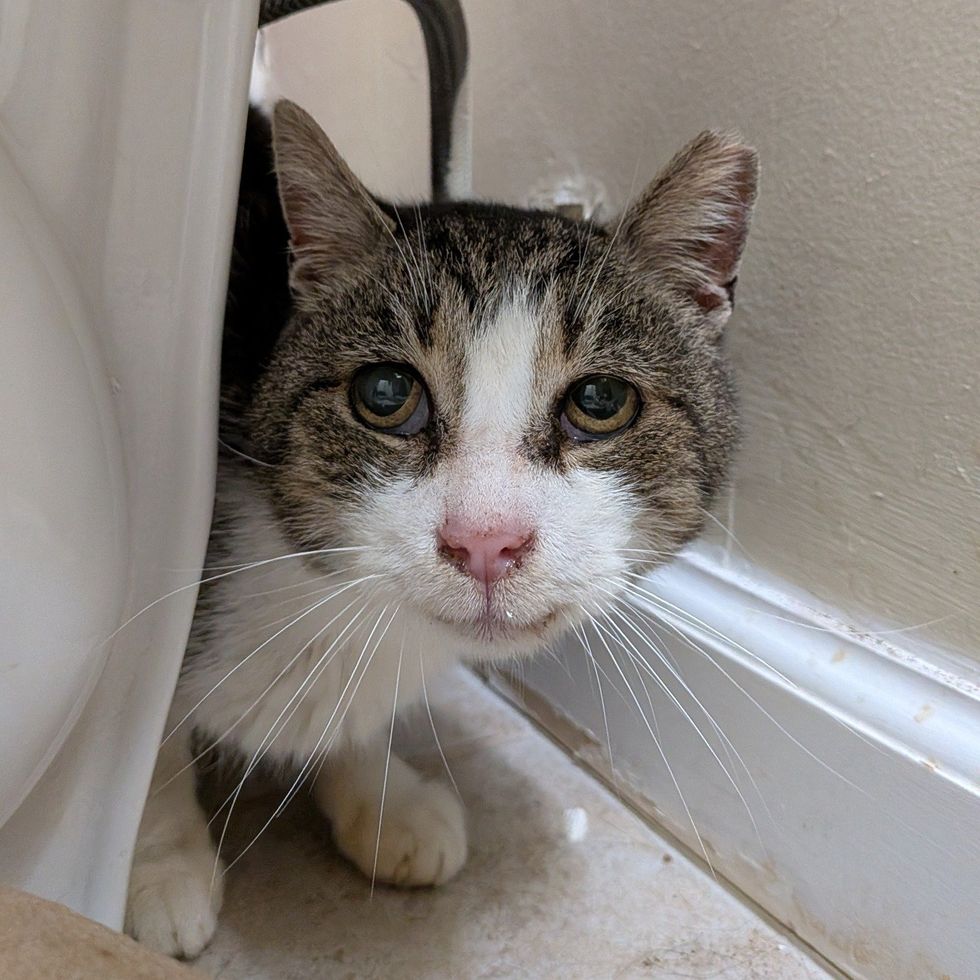 shy cat gentle smile