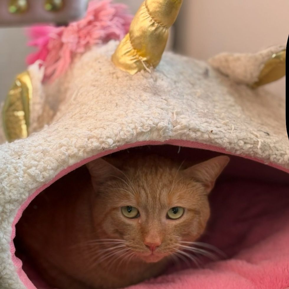 shy cat hiding bed