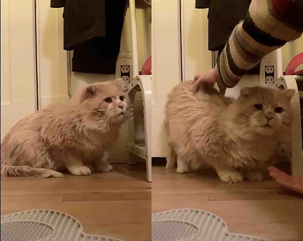 shy cat learns trust