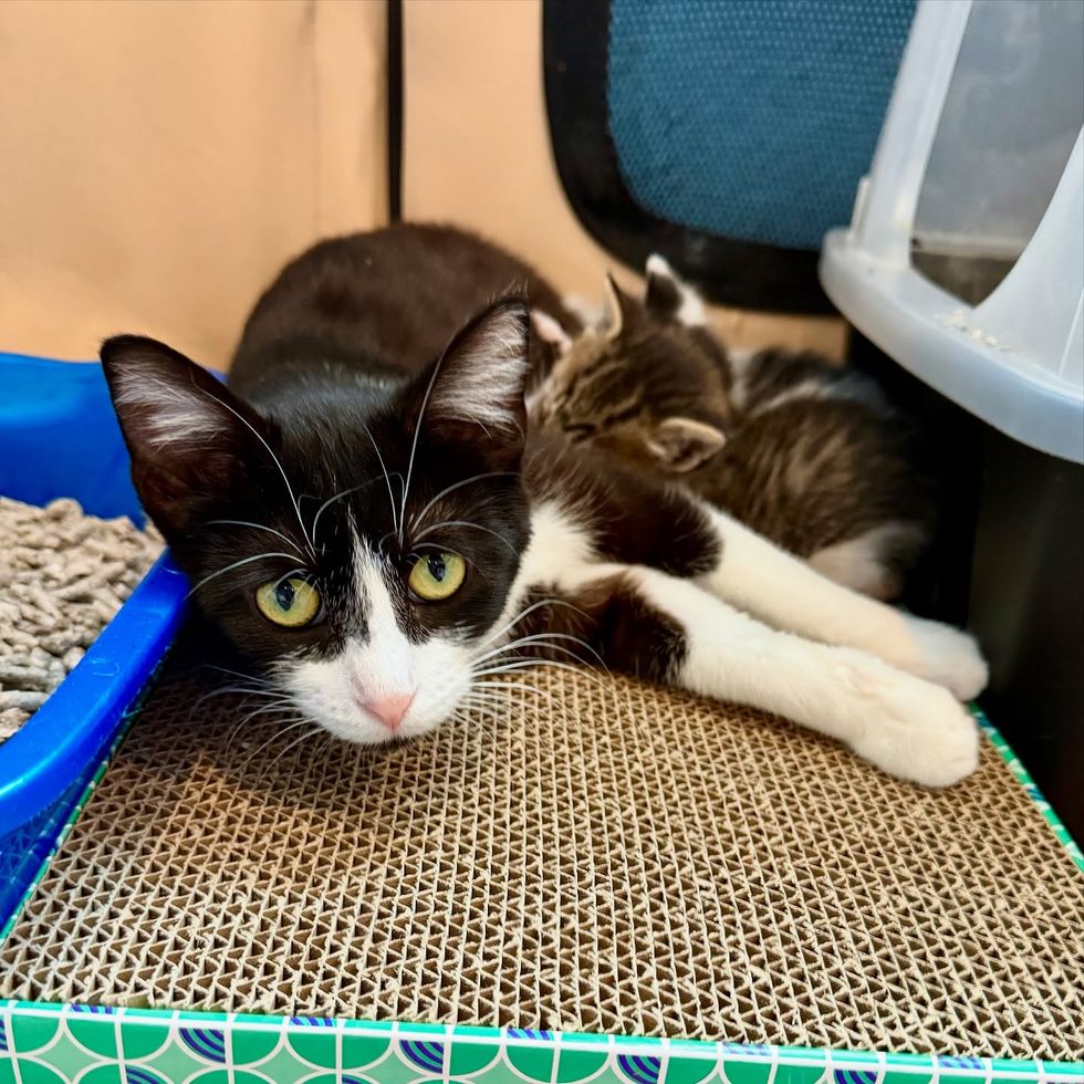 shy cat nursing kittens