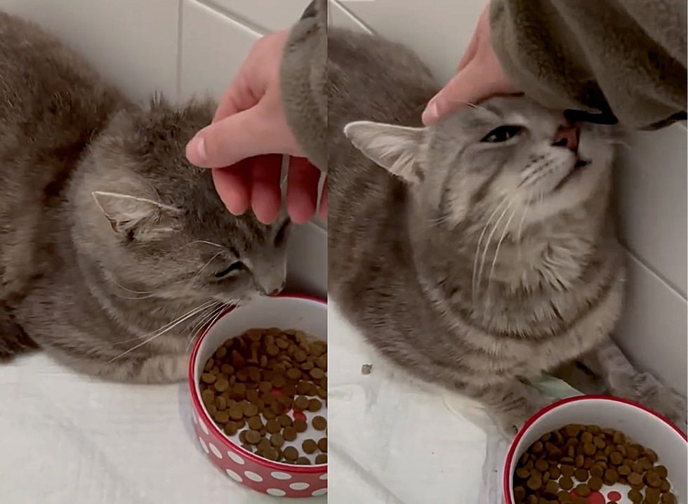 shy cat snuggles