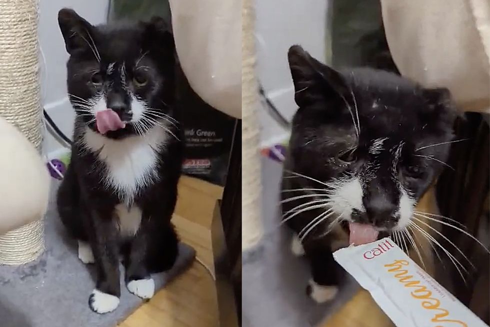 shy cat tries treats