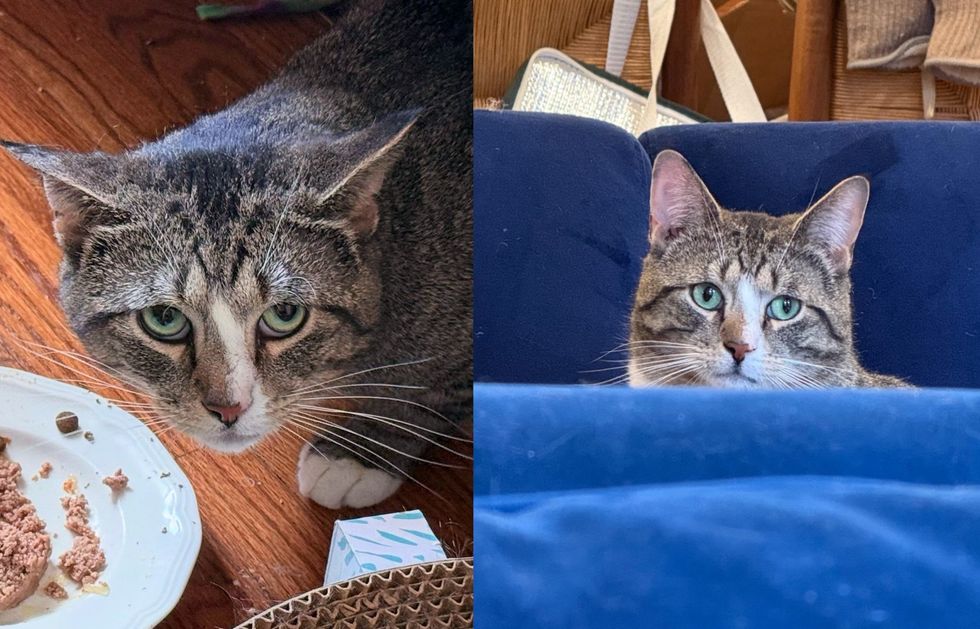 shy cat worried eyes