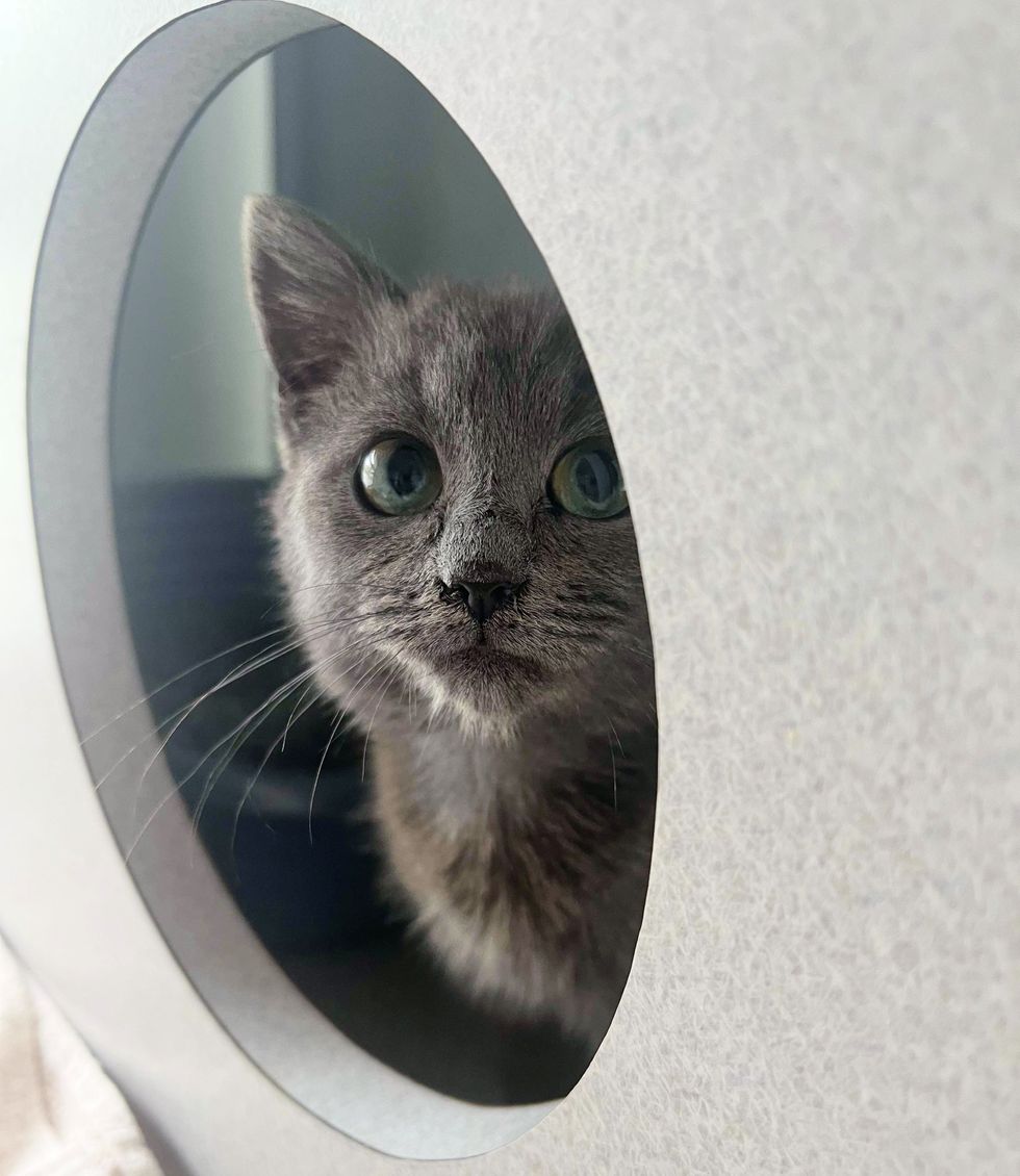 shy gray kitten hiding