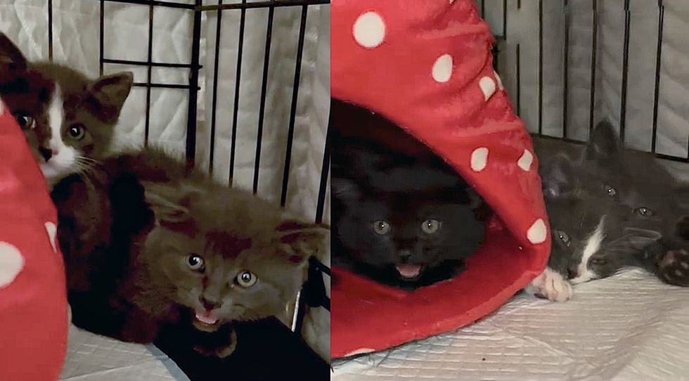 shy hissy kittens hiding