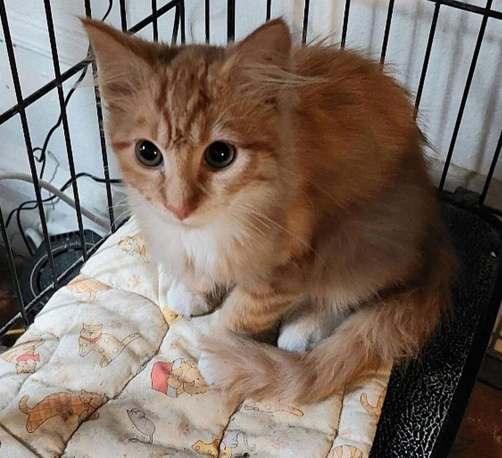 shy kitten ginger fluffy