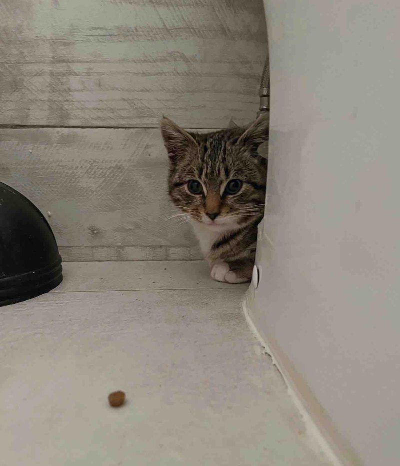 shy kitten hiding toilet