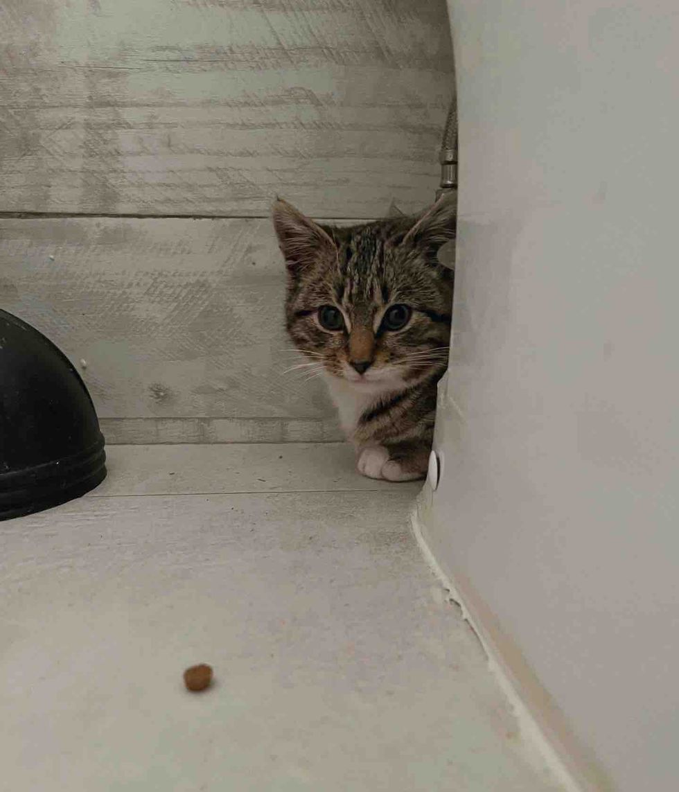 shy kitten hiding toilet
