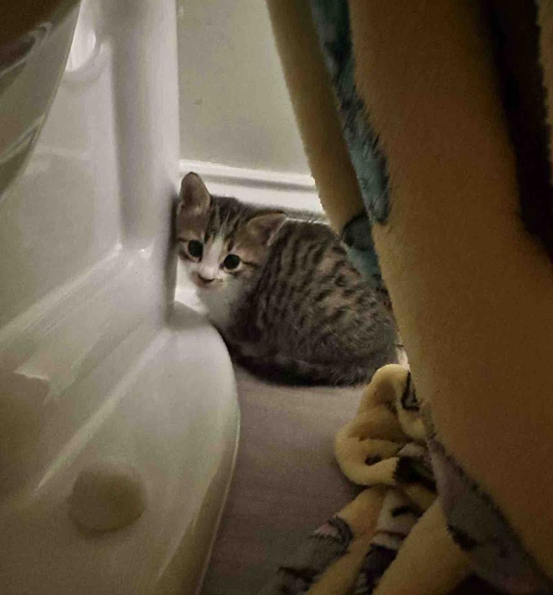 shy kitten hiding