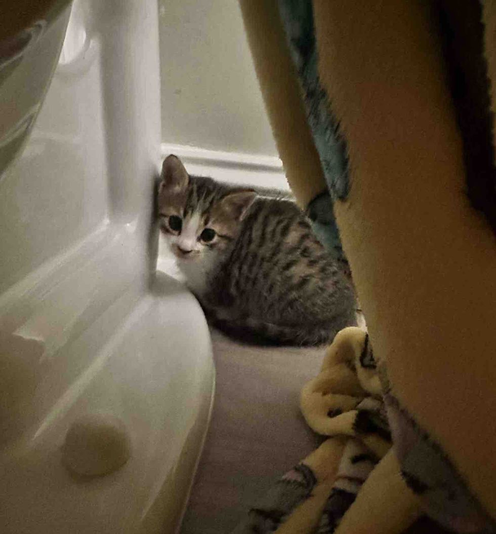 shy kitten hiding