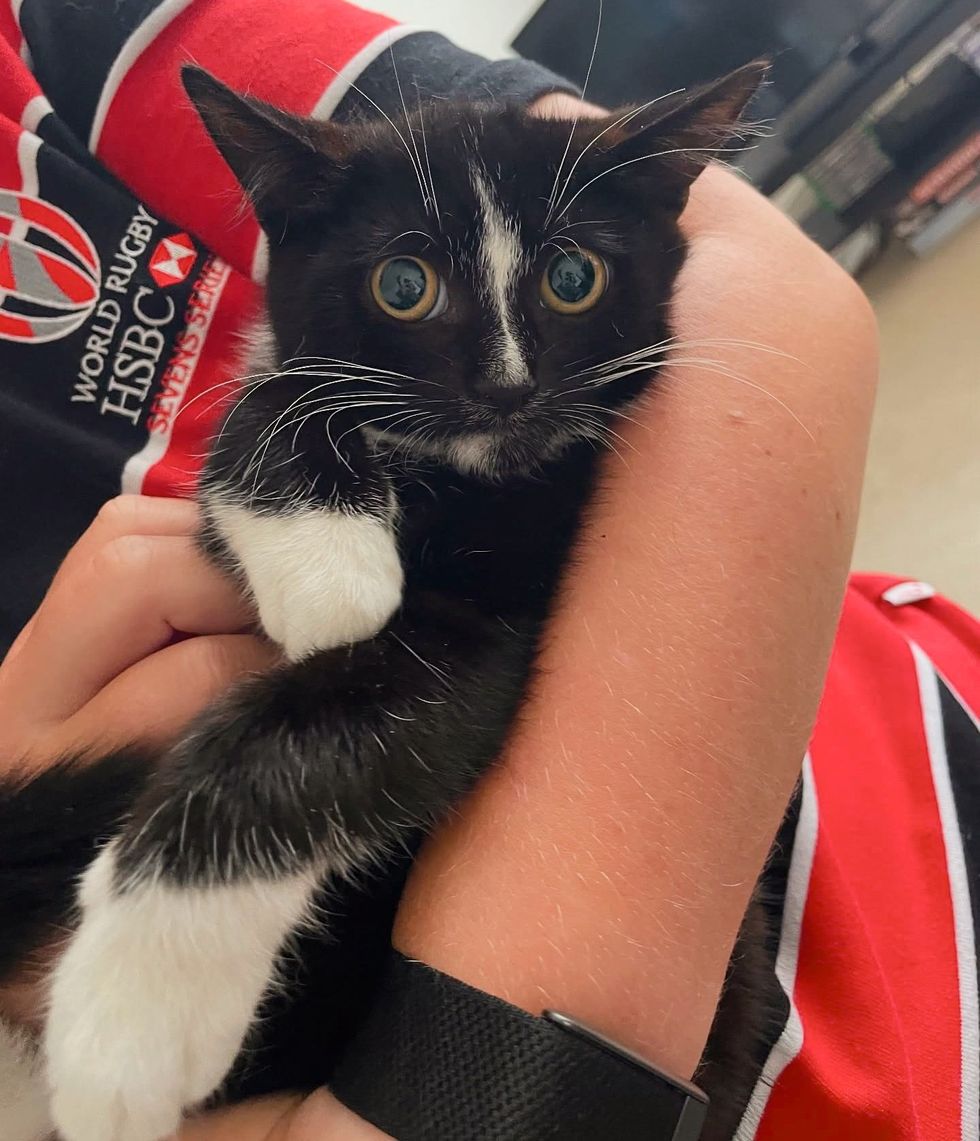 shy kitten tuxedo cuddles