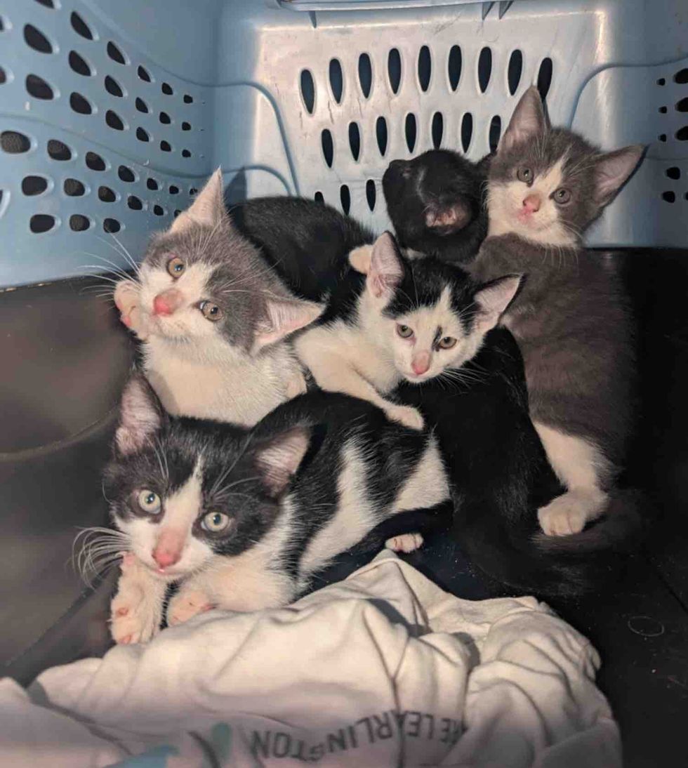 shy kittens carrier