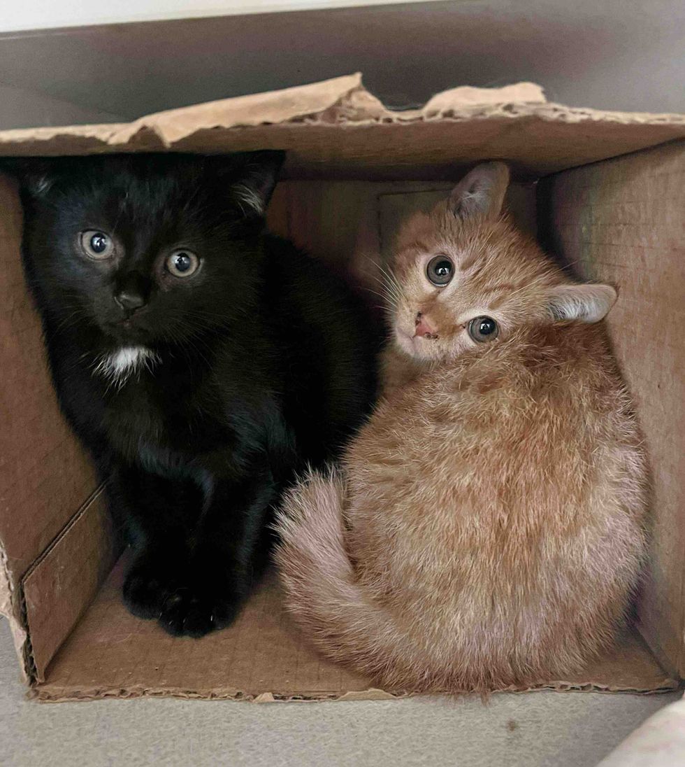 shy kittens huddled box