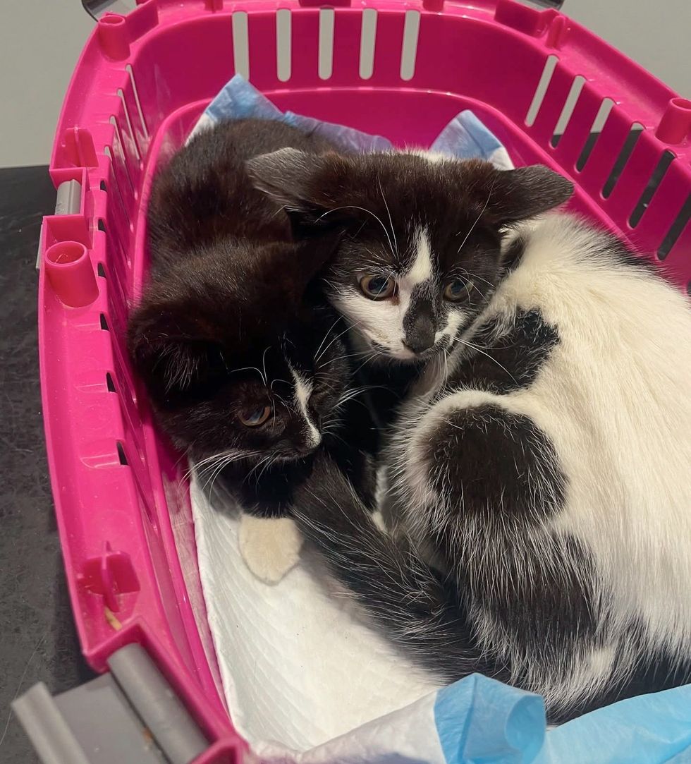 shy kittens huddles