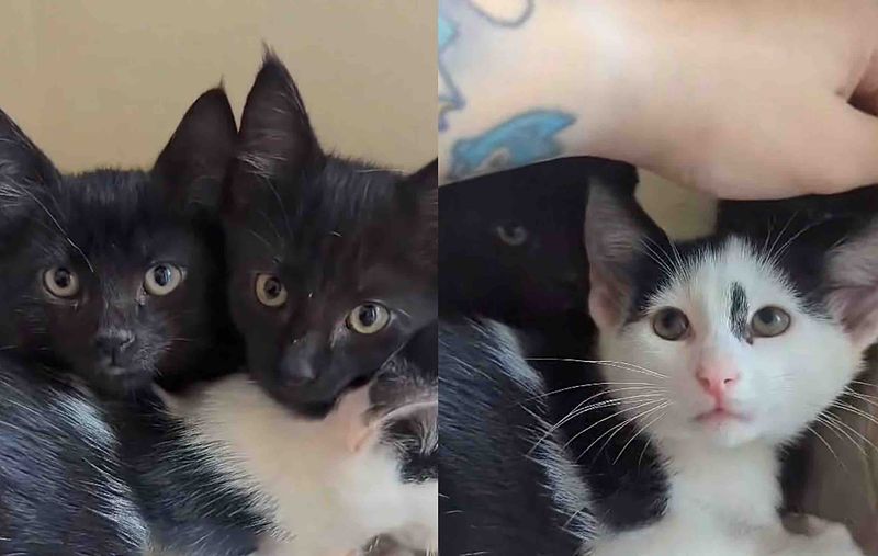 shy kittens learning trust