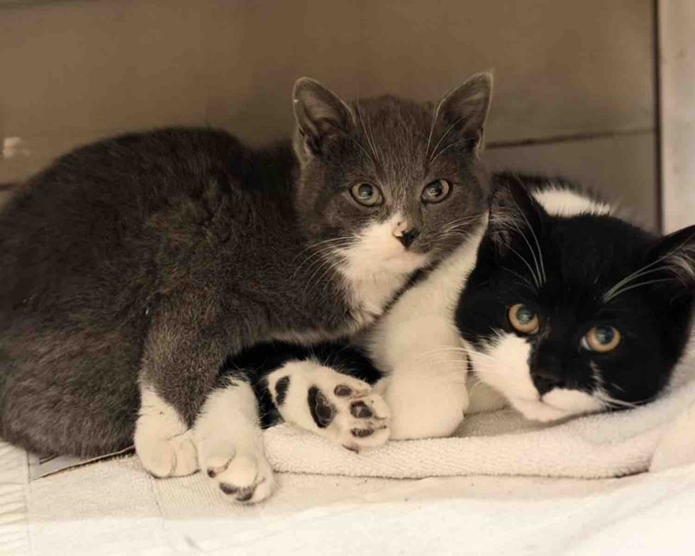 shy kittens snuggles