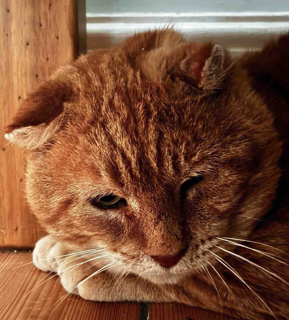 shy stray cat indoors