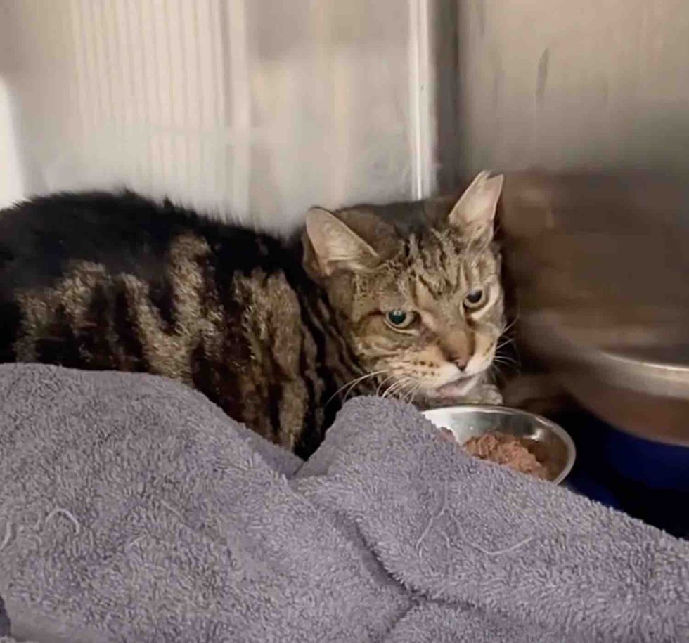 shy tabby cat kennel