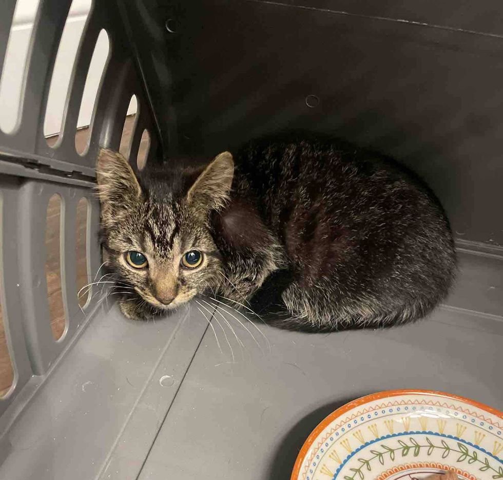 shy tabby kitten corner