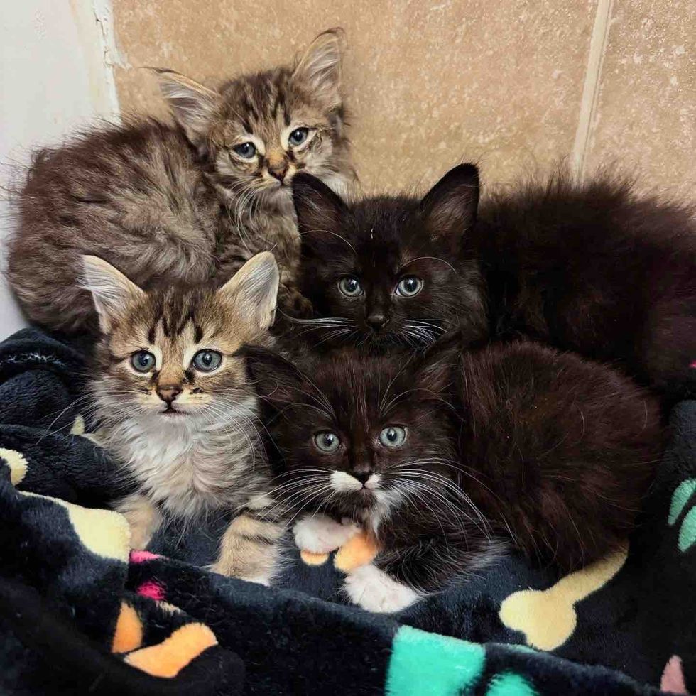 shy tabby tuxedo kittens