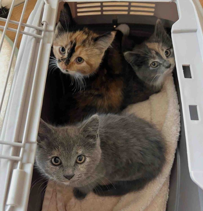 shy tortie calico kittens