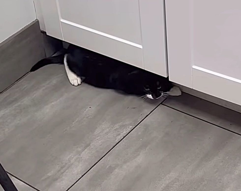 shy tuxedo kitten hiding