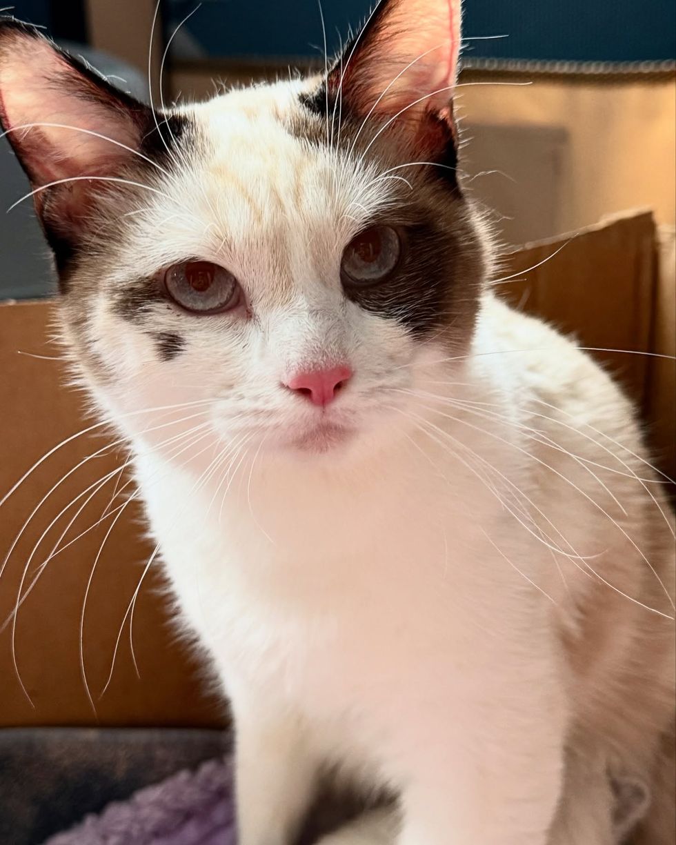 siamese cat beautiful