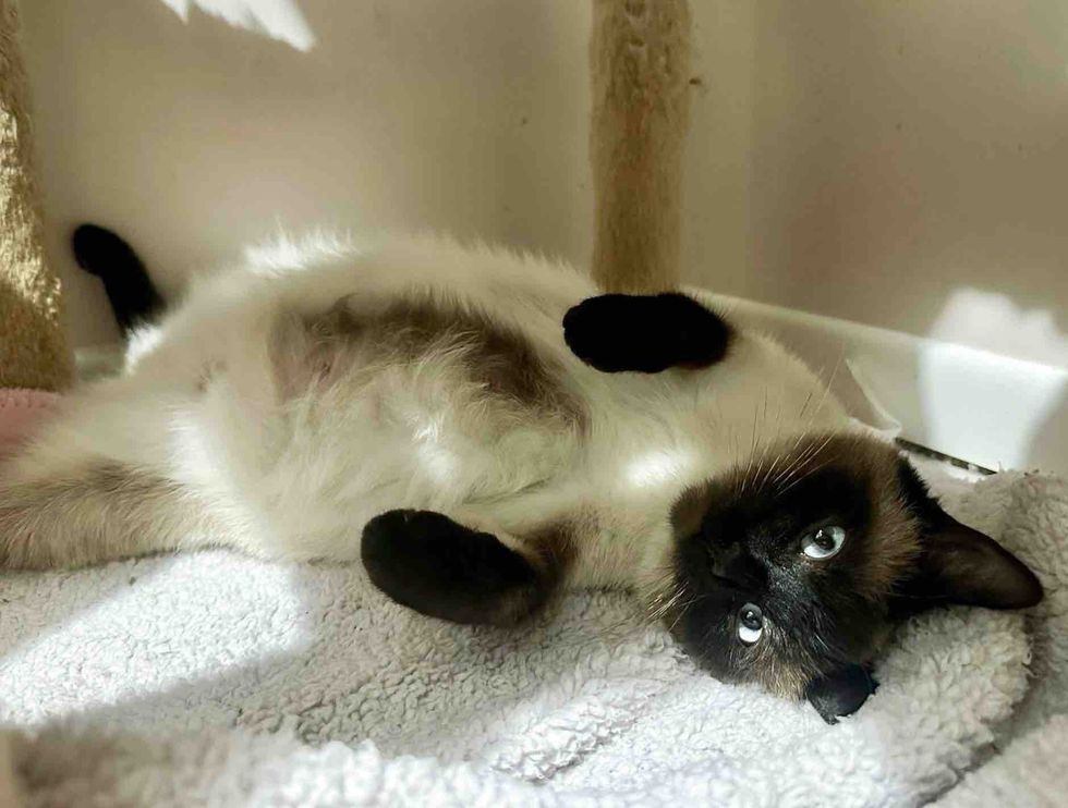 siamese cat belly round