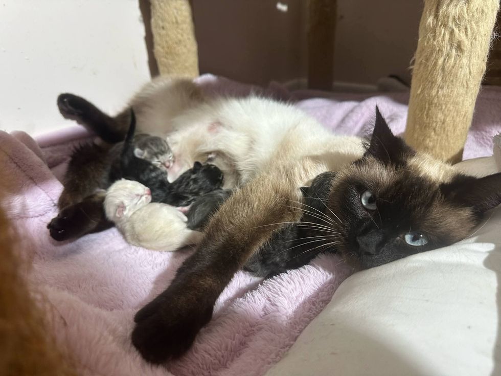 siamese cat nursing kittens