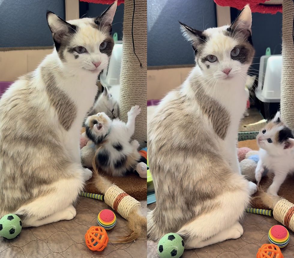 siamese cat playful calico kitten