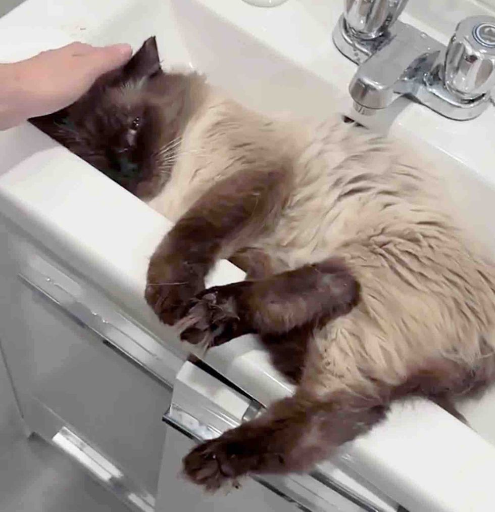 siamese cat sleeping sink