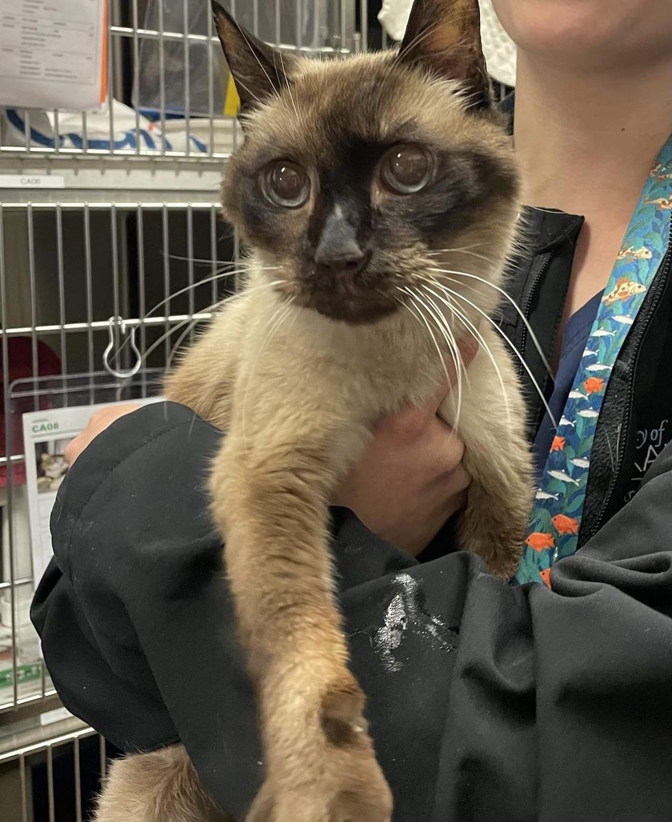 siamese cat stray