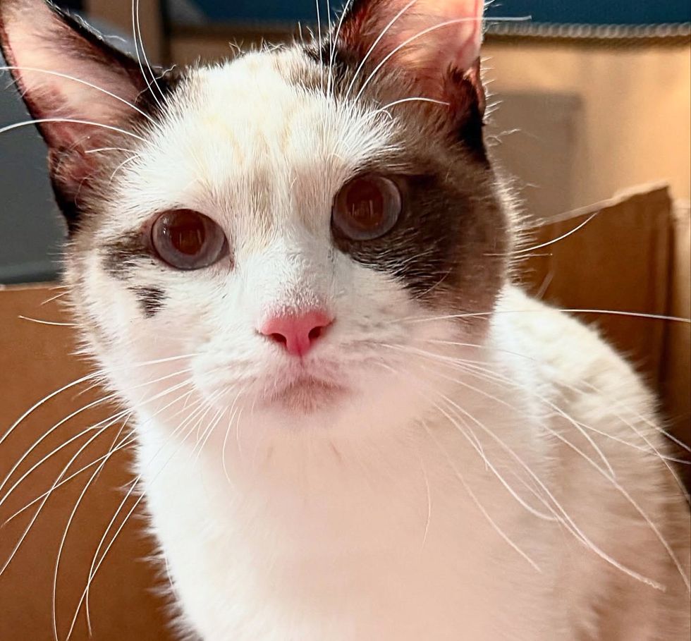 siamese cat whiskers