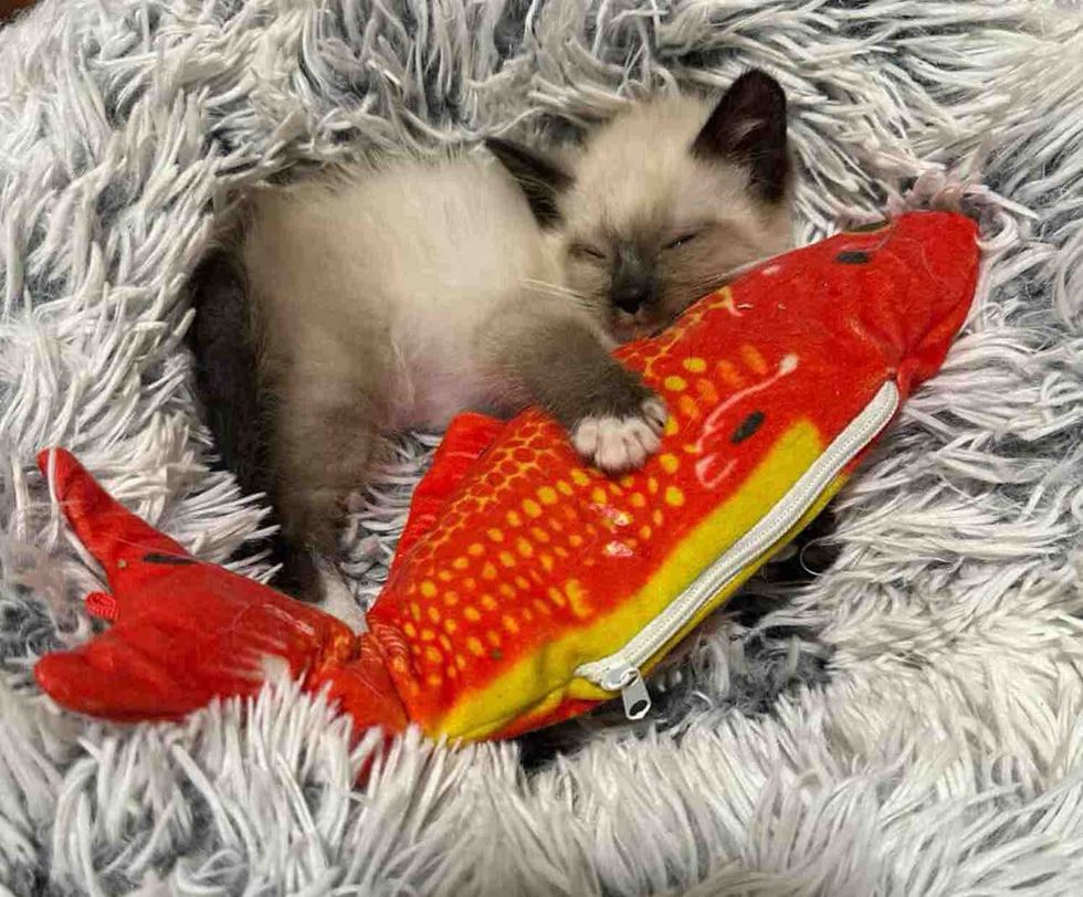 siamese kitten cuddles