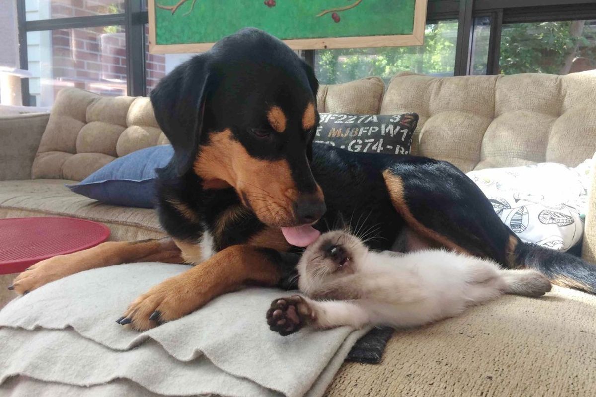 siamese kitten loved by dog beagle doberman mix