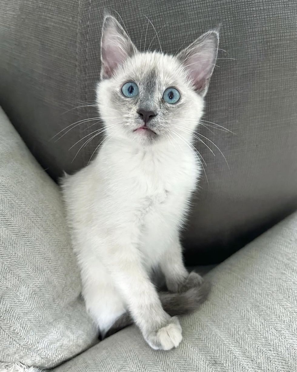 siamese kitten mix