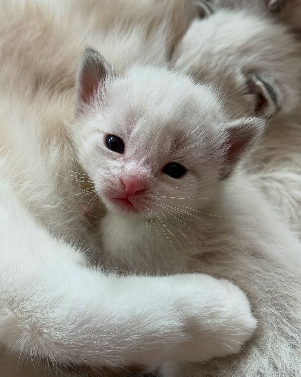 siamese kitten snuggles